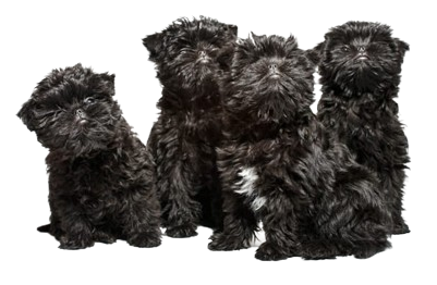 Where to buy Affenpinscher puppies