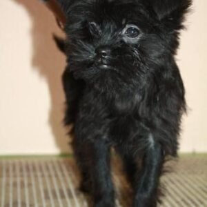 Buy Affenpinscher puppies USA