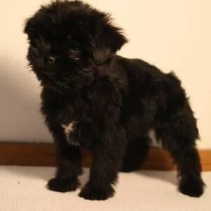 Affenpinscher puppies