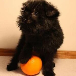 Affenpinscher puppies for sale near me