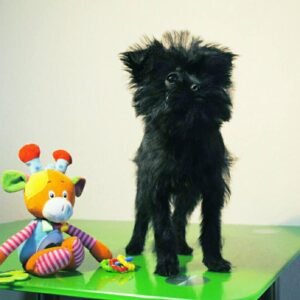 Affenpinscher Puppies for sale