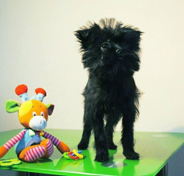 Affenpinscher Puppies for sale