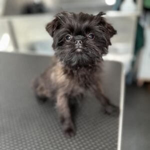 Buy Affenpinscher Puppies