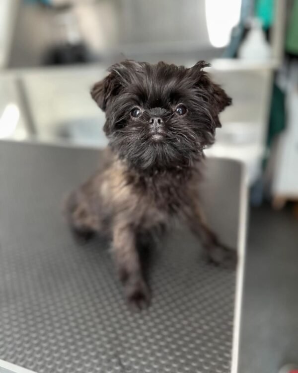 Buy Affenpinscher Puppies