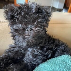 Affenpinscher for sale