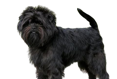 Affenpinscher puppies for adoption