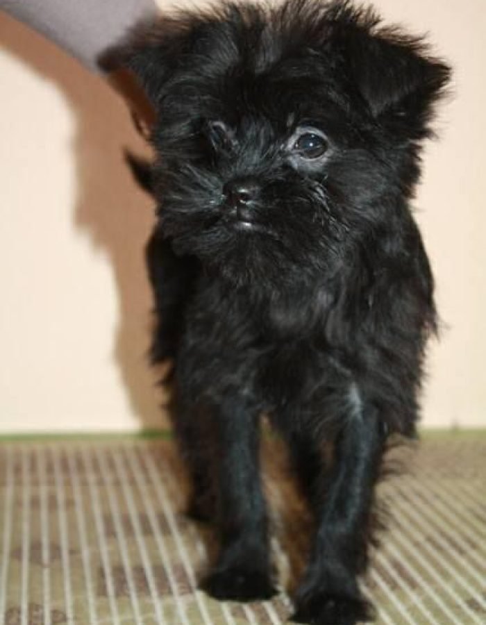 Buy Affenpinscher puppies USA