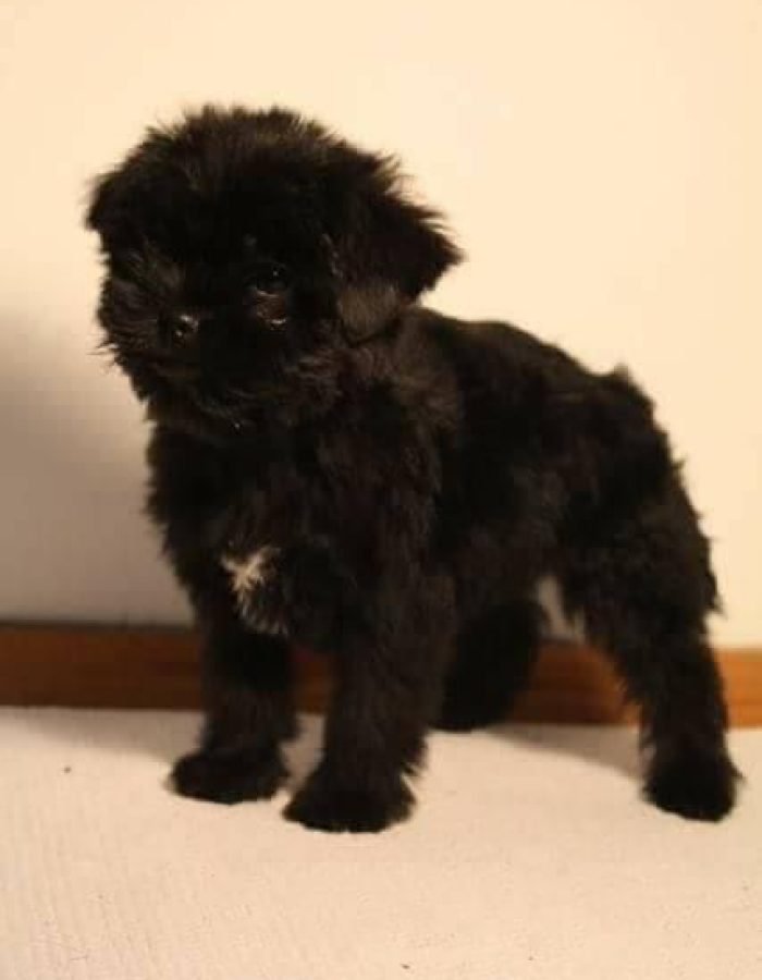 Affenpinscher puppies