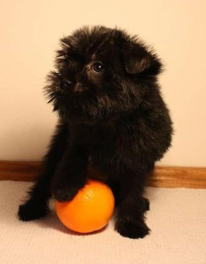 Affenpinscher puppies for sale near me