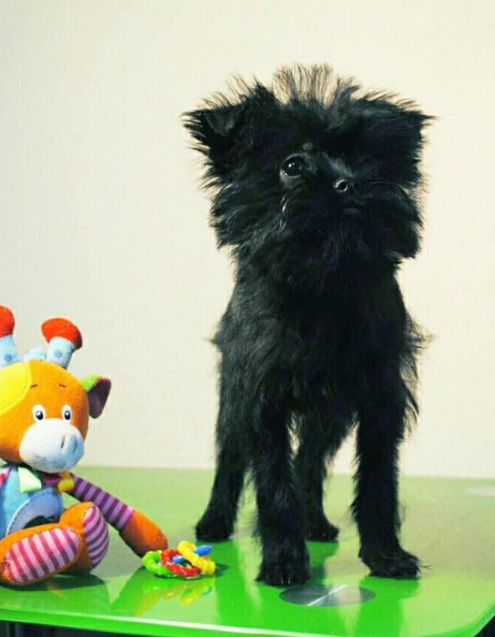 Affenpinscher Puppies for sale