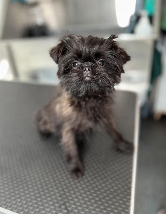 Buy Affenpinscher Puppies