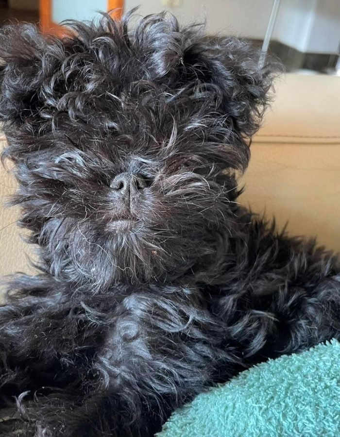 Affenpinscher for sale